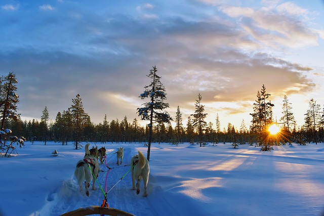 talvinen kuva, jossa huskyvaljakko