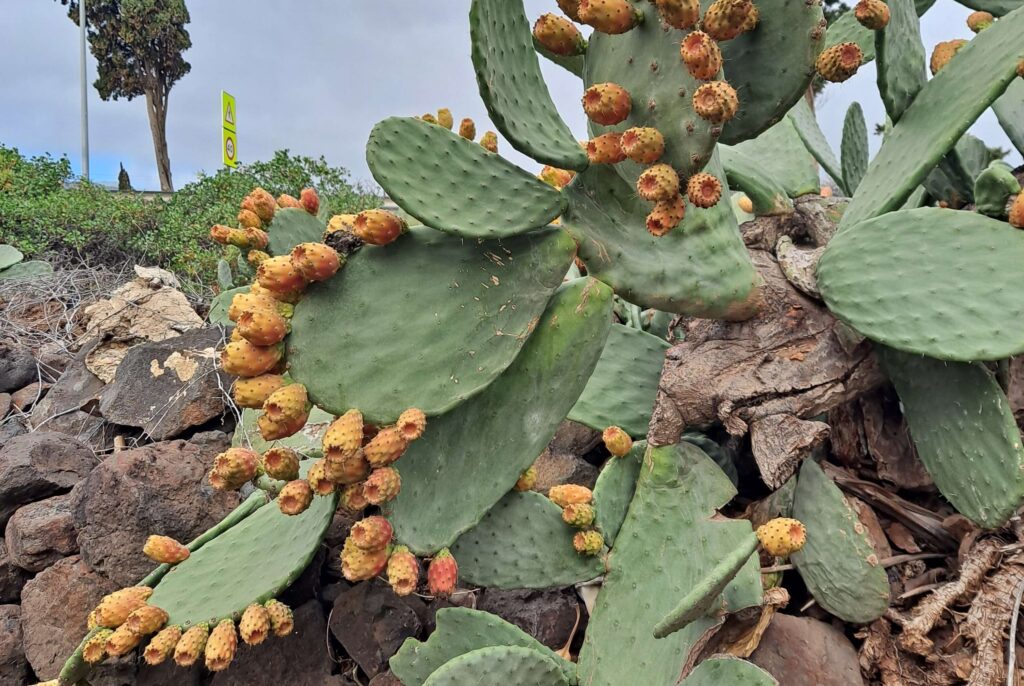 kaktus, jossa oranssinkeltaisia kukkanuppuja